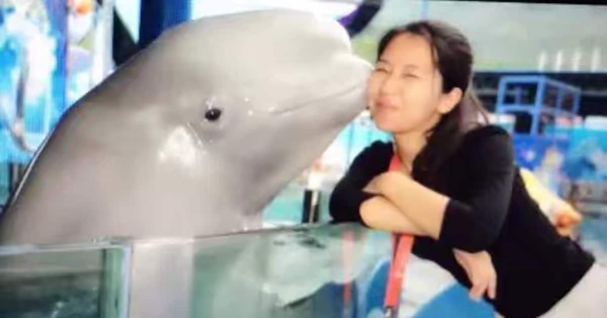 Deze ex-dolfijnentrainster overleed bijna bij een show. Nu is ze dierenactivist: ‘Trainers zetten de