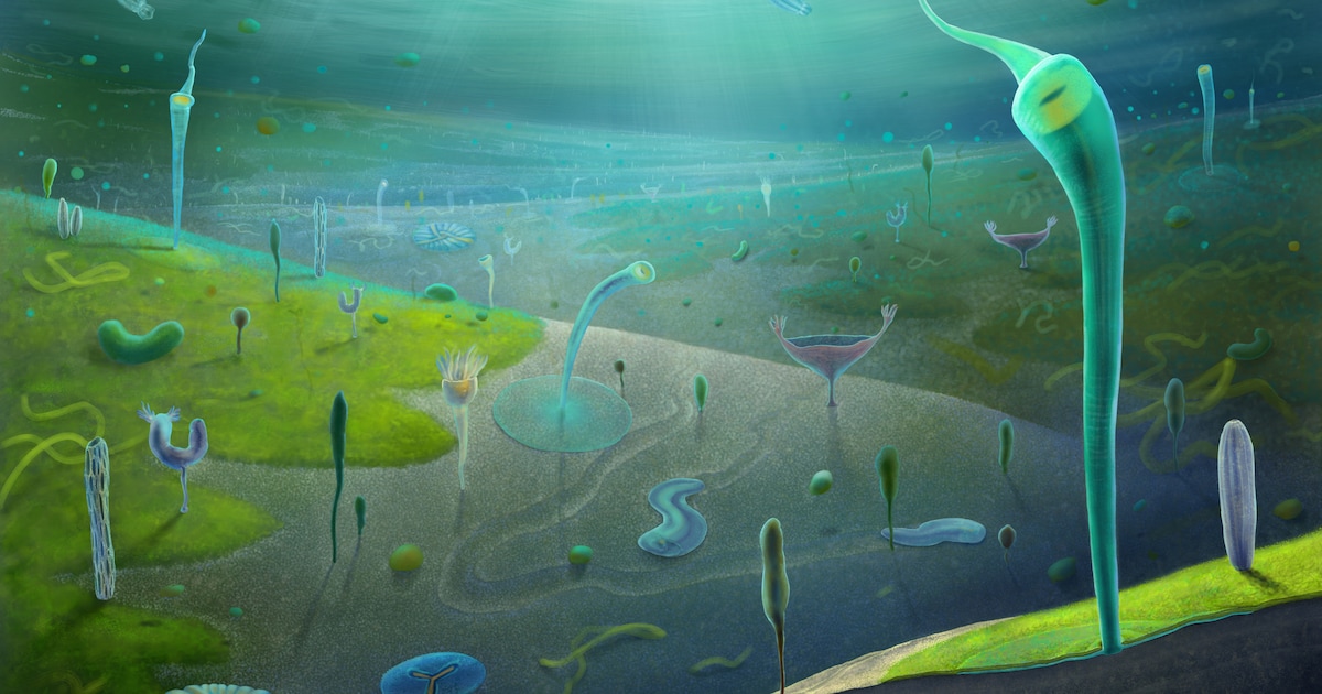 Was de ‘Cambrische explosie’ geen oerknal maar een reeks stappen? Nieuwe fossielen zetten het ontsta