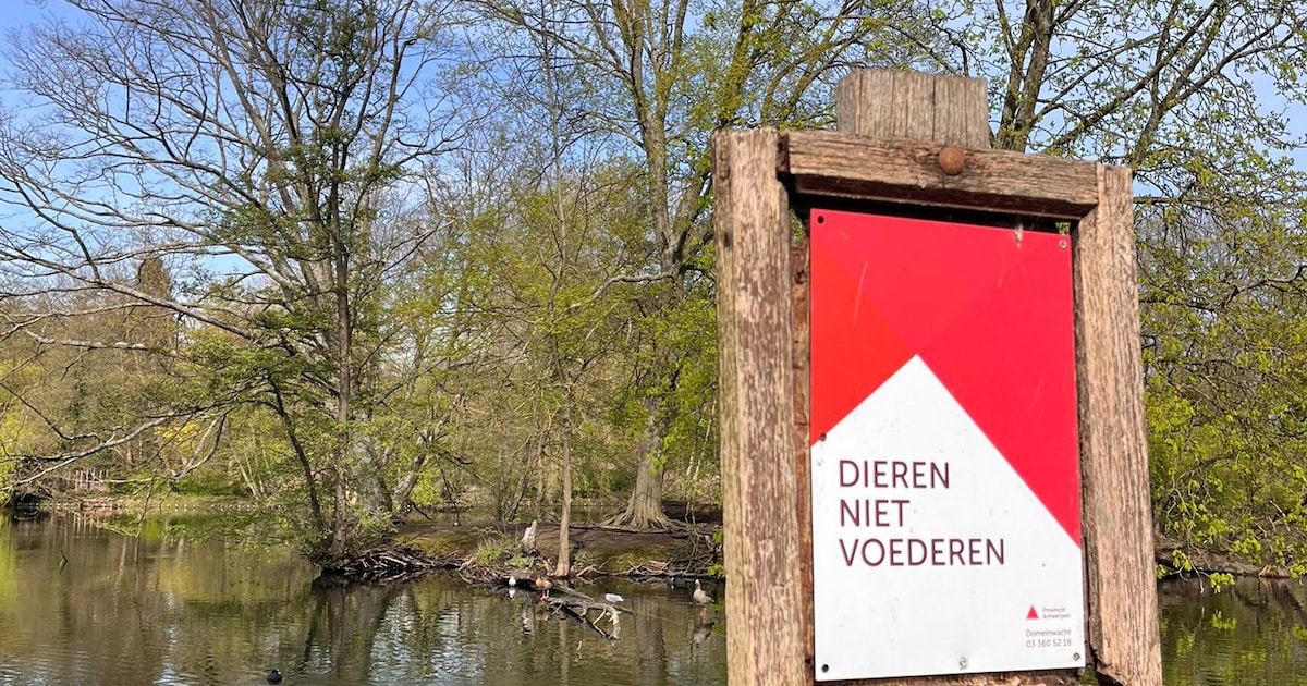 De eendjes voederen voelt lief en logisch, maar toch doe je het beter niet