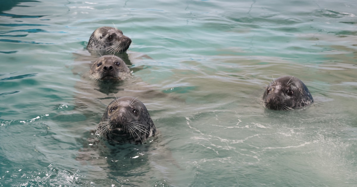 Dieren kunnen zo op elkaar lijken, zien ze zelf wel de onderlinge verschillen?