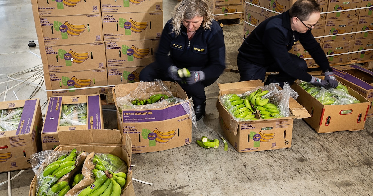 Heeft de cocaïnemaffia Antwerpen verlaten? ‘De handel in de haven ligt al een tijd op zijn gat’
