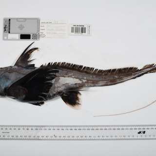 Van ‘ghost shark’ tot giftige snoerworm: onderzoekers ontdekken 1.121 nieuwe soorten in oceaan