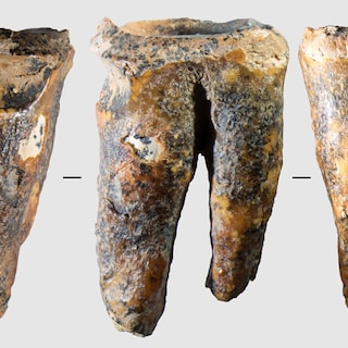 Oudst bekende vorm van tandheelkunde ontdekt: neanderthalers boorden 59.000 jaar geleden al gaatjes