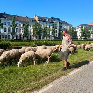 ‘De Gentenaar ziet onze schapen graag, zoveel is duidelijk’: waarom een kudde aan de Coupure voor verwondering zorgt
