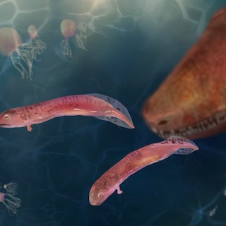 Nieuw onderzoek breekt met klassiek evolutieverhaal: eerste viervoeters hadden geen kikkervisjesfase