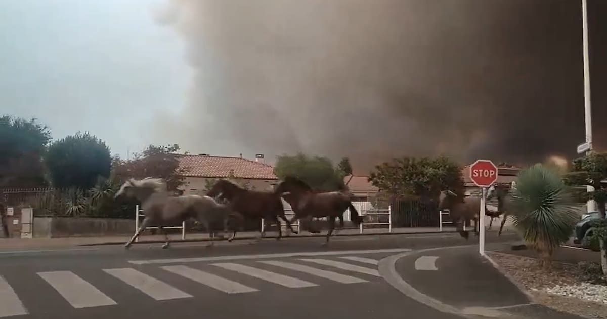 Paarden vluchten naar het strand, puppy wordt gereanimeerd: dierenreddingen te midden van Spaanse en