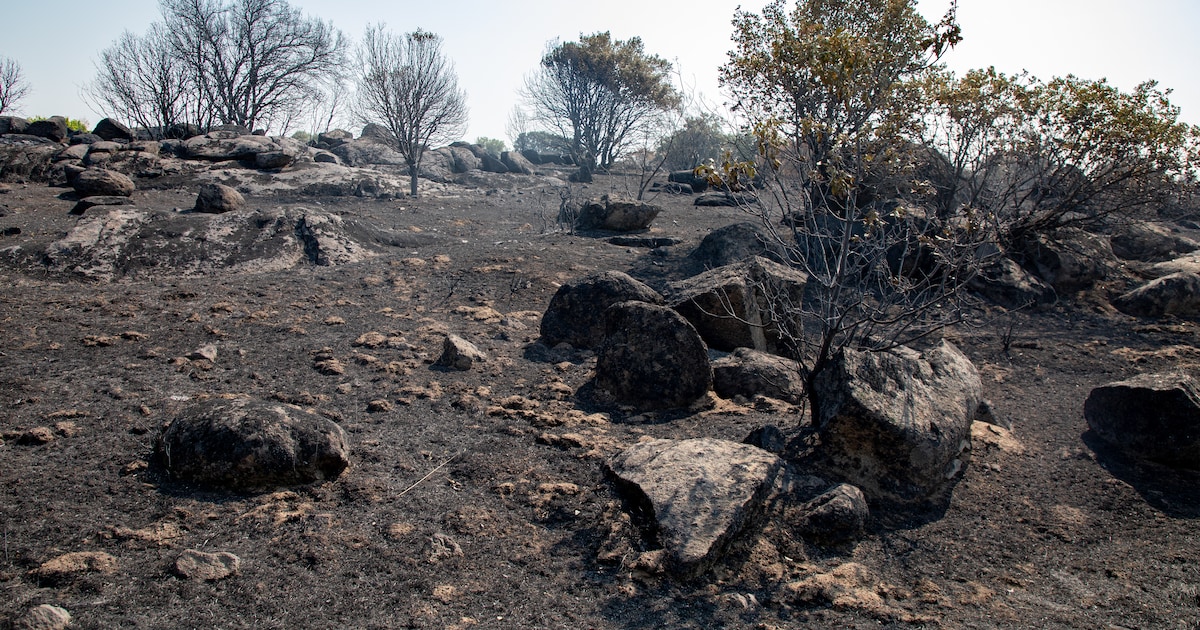 Hoe nefast zijn natuurbranden voor planten en dieren? ‘In zo’n inferno wordt alles geroosterd’