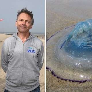Meer kwallen, maar hoe gevaarlijk zijn ze aan onze kust? Er is de laatste jaren een invasieve soort bijgekomen
