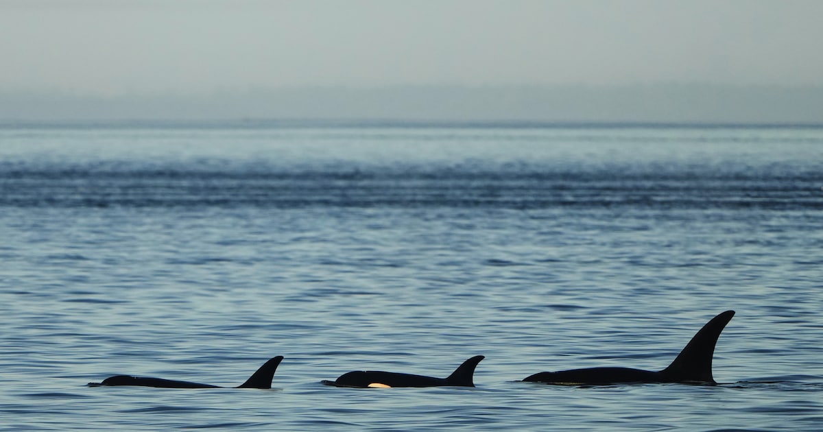 ‘Wraakzuchtige’ orka’s die boten laten zinken, willen gewoon spelen