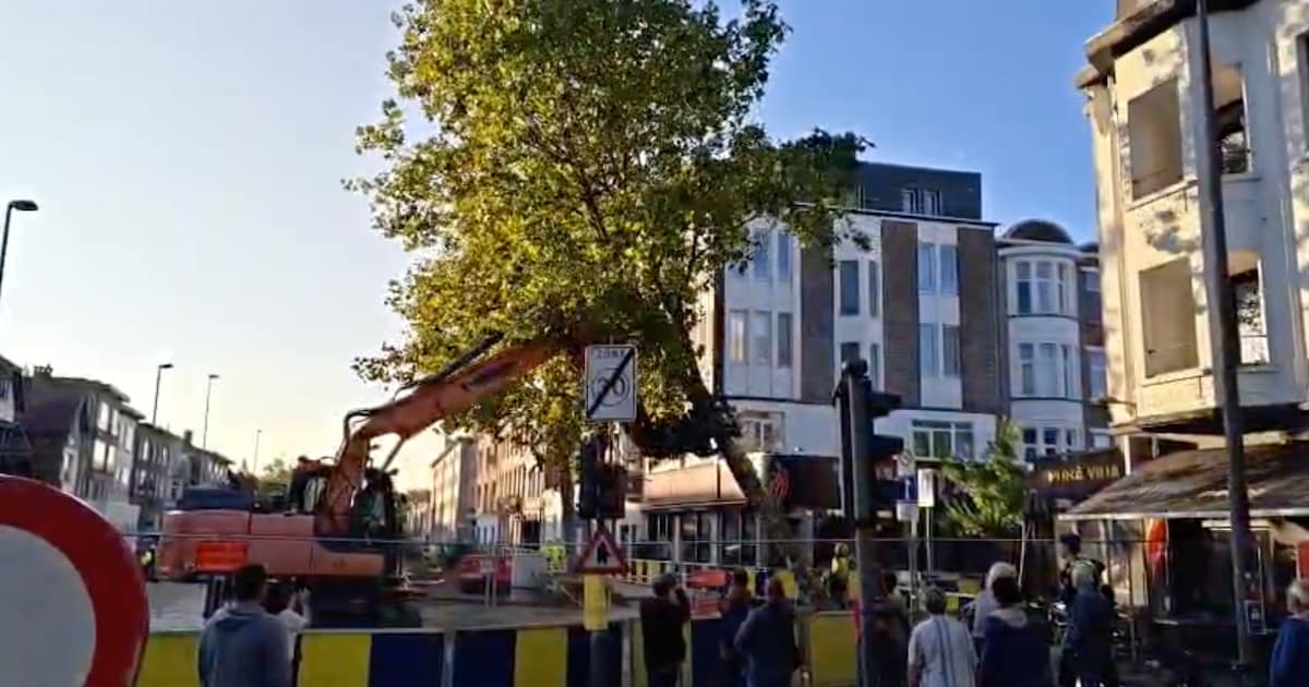 Omstreden bomenkap in Deurne al afgerond, Groen spreekt van ‘woordbreuk’ door stadsbestuur