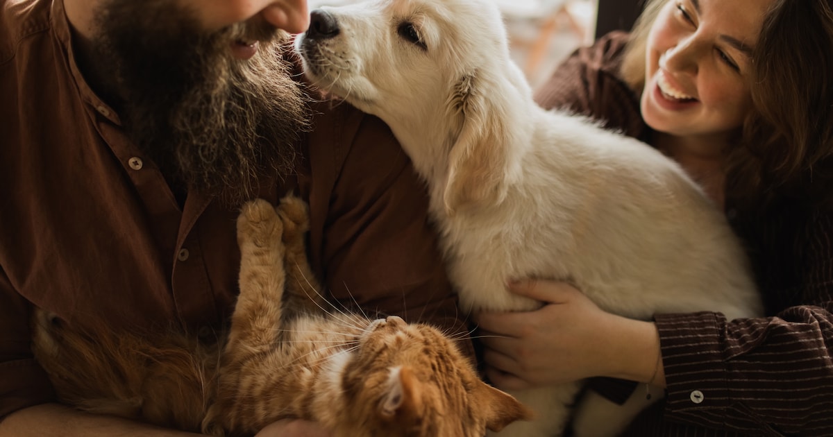 Adoptieplatform voor asieldieren groeit fors: 6.314 dieren vonden dit jaar al nieuwe thuis