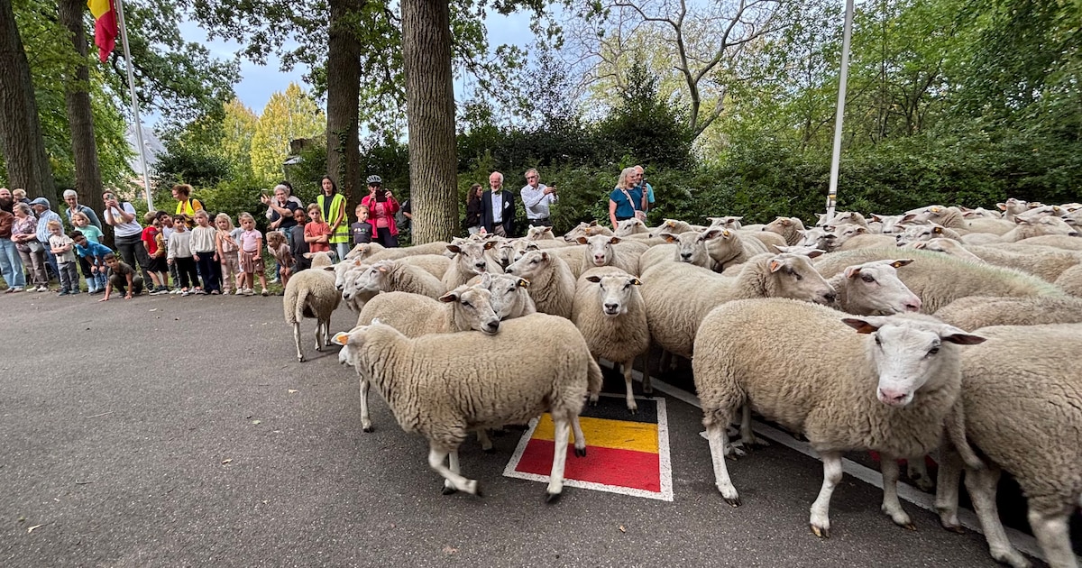 Dit jaar marcheren 350 schapen van Texel naar Terkamerenbos