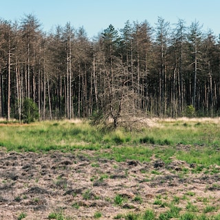 Droogte treft onze bossen steeds harder: 'De toestand is dramatisch'