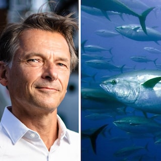 Na 60 jaar opnieuw blauwvintonijn in de Noordzee: 'De grote held is hier het natuurbeleid'
