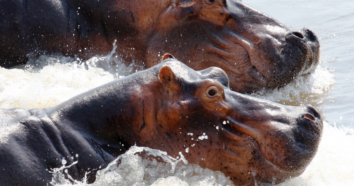Zoon van Indiase miljardair wil nijlpaarden van Pablo Escobar opvangen in eigen dierenpark