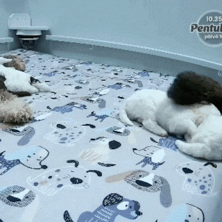 Finland kijkt massaal naar een pas bevallen hond: puppylivestream dient als lichtpuntje in de donkere wintermaanden