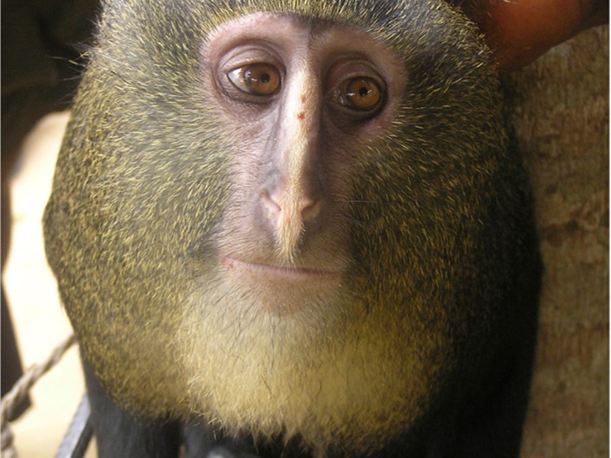 Reusachtige Prehistorische Aap