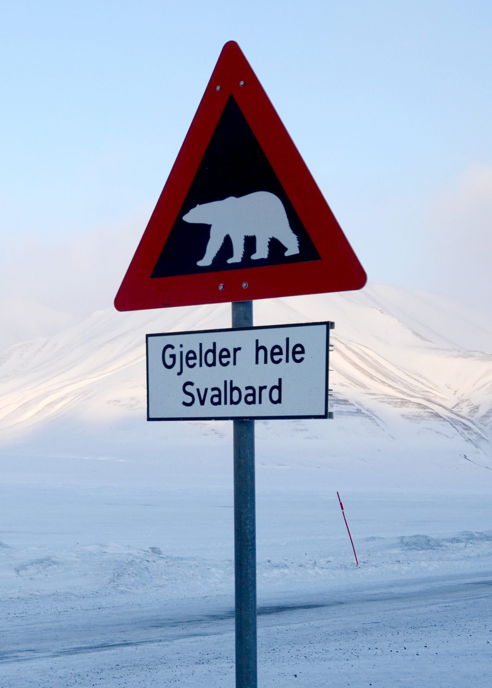 Russische vorser schiet ijsbeer dood op Spitsbergen
