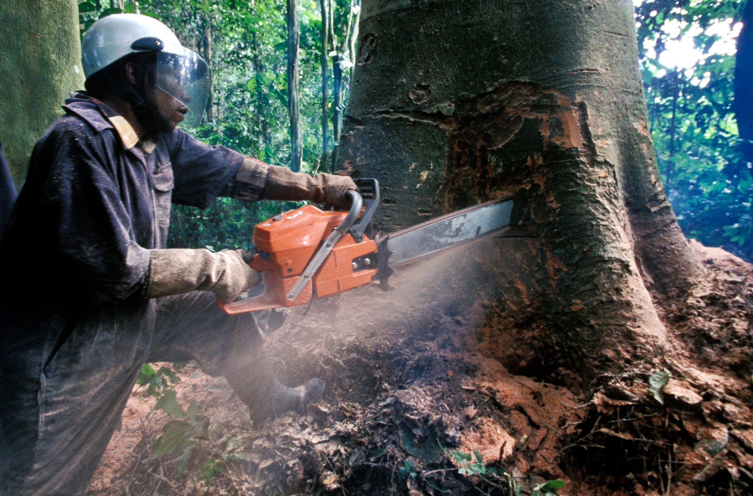 "Kleine groep Congolezen verantwoordelijk voor grootste deel ontbossing"