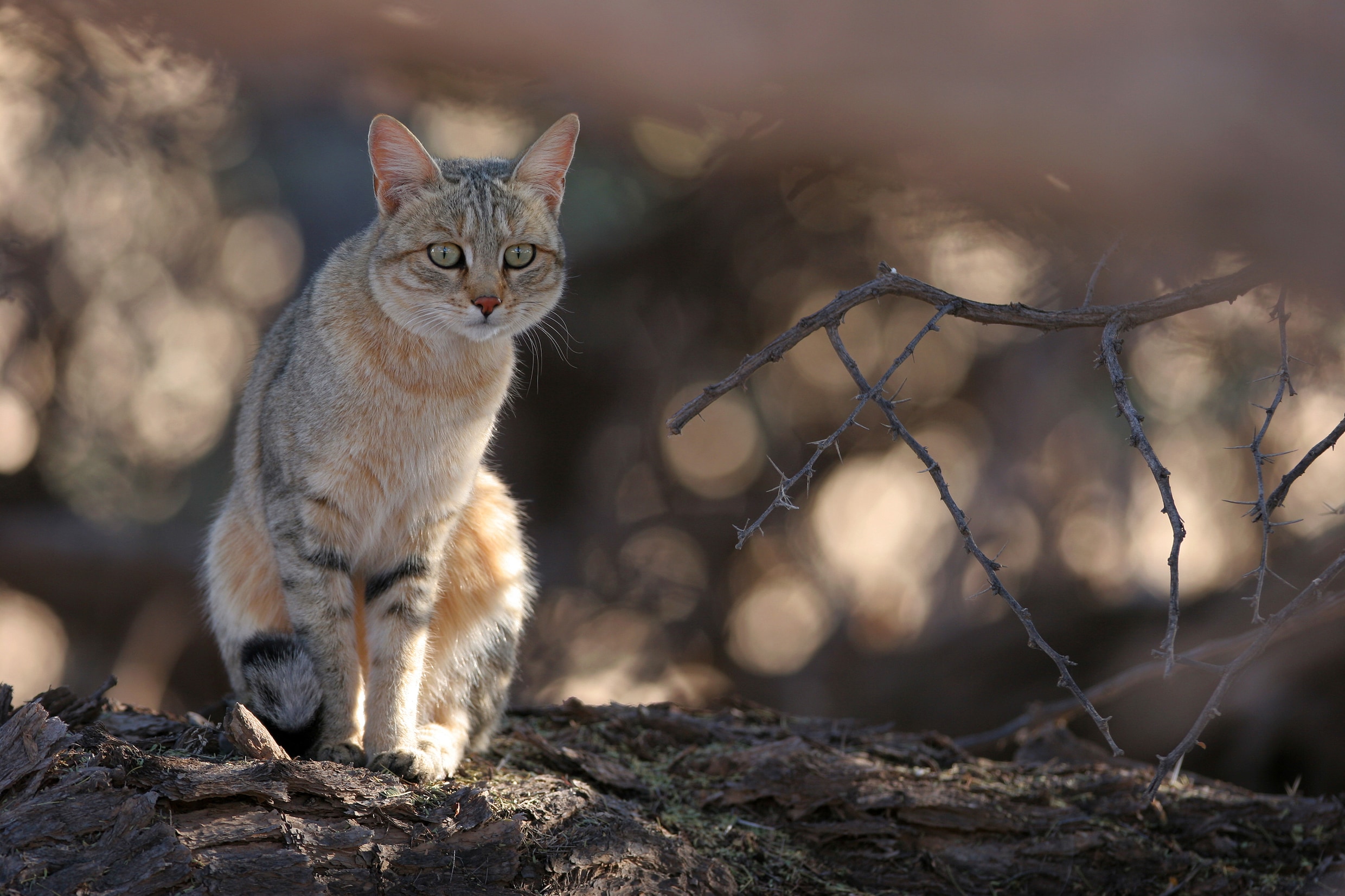Hoe katten dankzij de mens de wereld konden veroveren | De Morgen