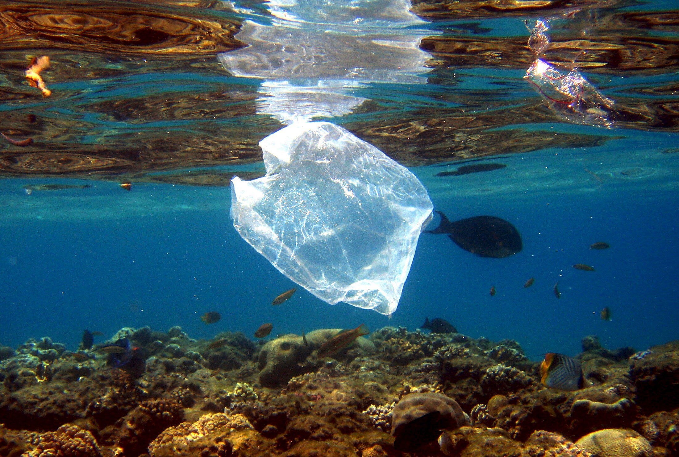 Opvallend pleidooi vóór plastic zak in winkels: "Die verschrikkelijke beelden van oceanen vol plastic? Die liggen niet in Europa"