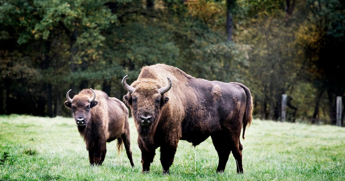 Comeback van de Europese bizon in het Limburgse Bosland: ‘Het zijn een soort van ecologische ingenie