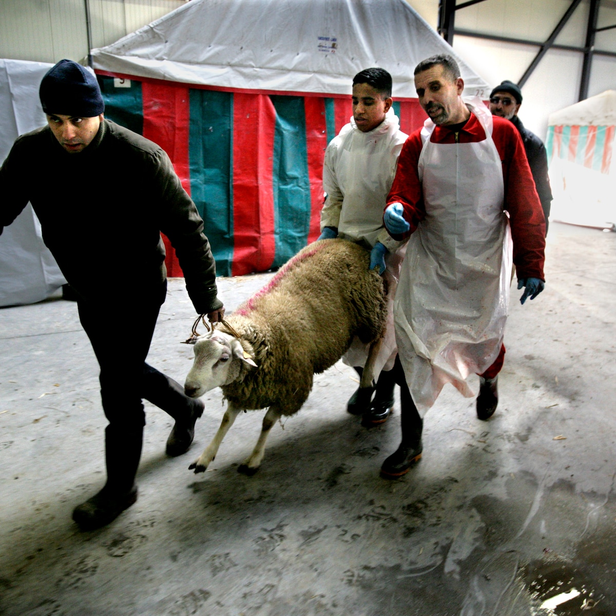 een-schaap-wordt-naar-de-slachtvloer-geleid