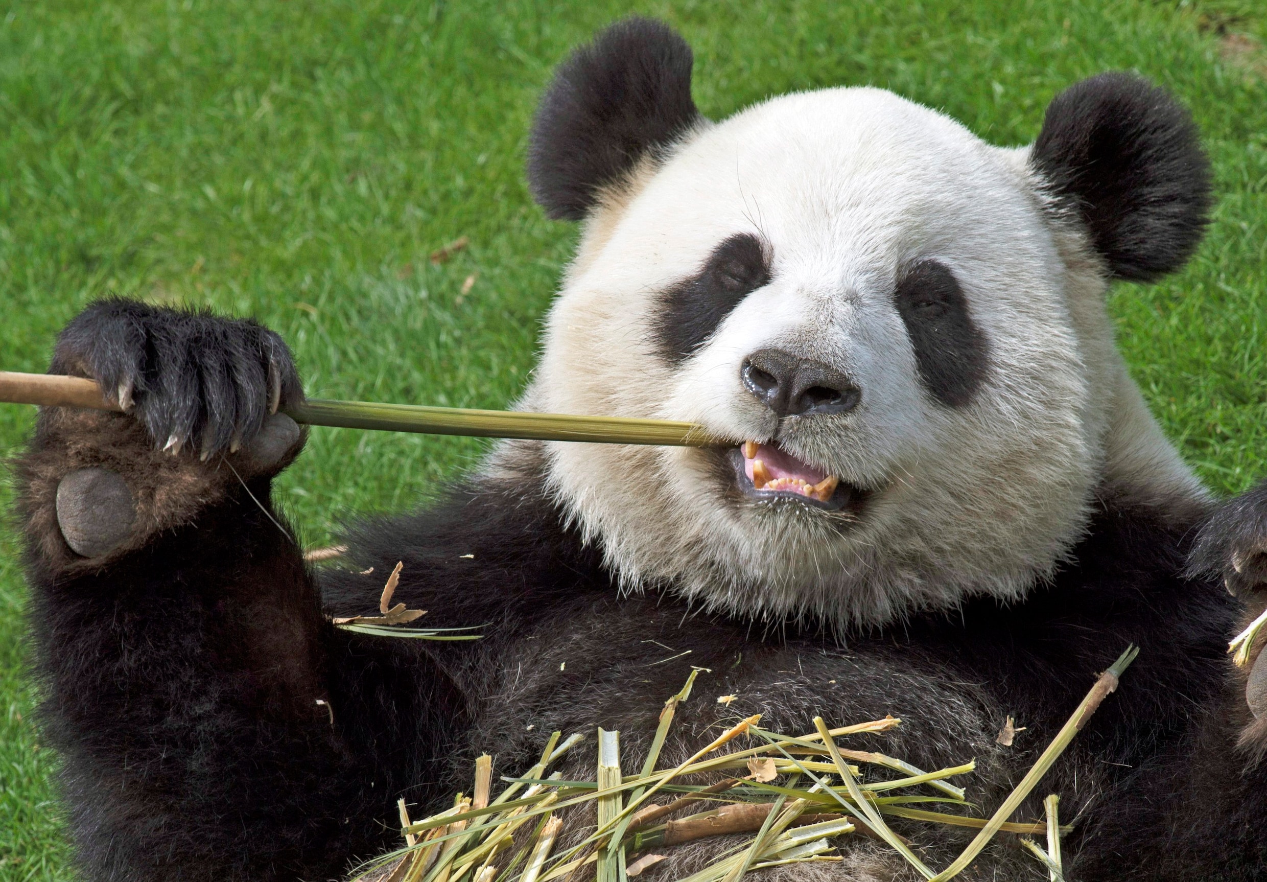 Kan panda zwangerschap faken voor luxe fruithapjes? | De Morgen