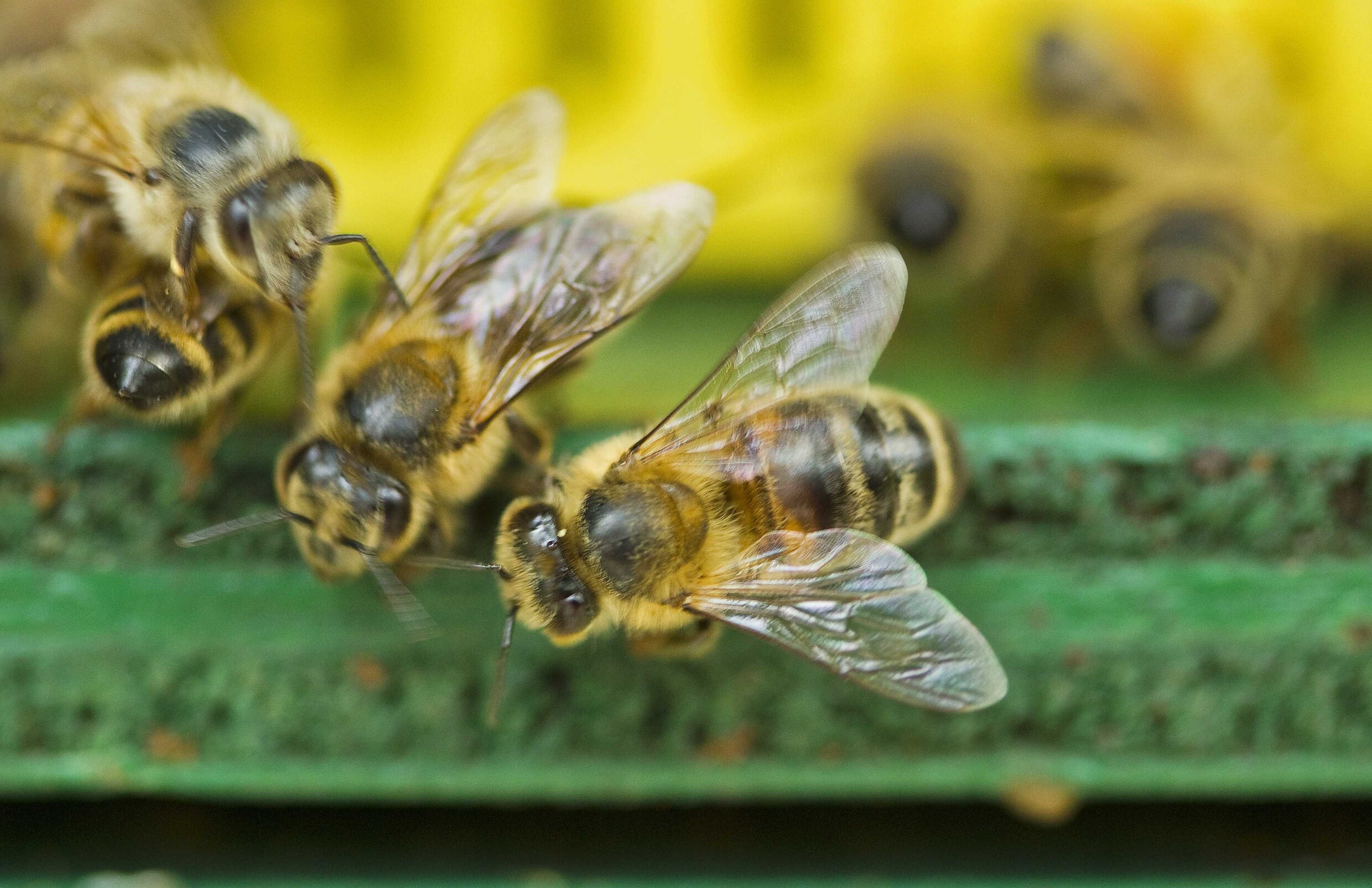 Bijengif: van verdacht naar reëel gevaar