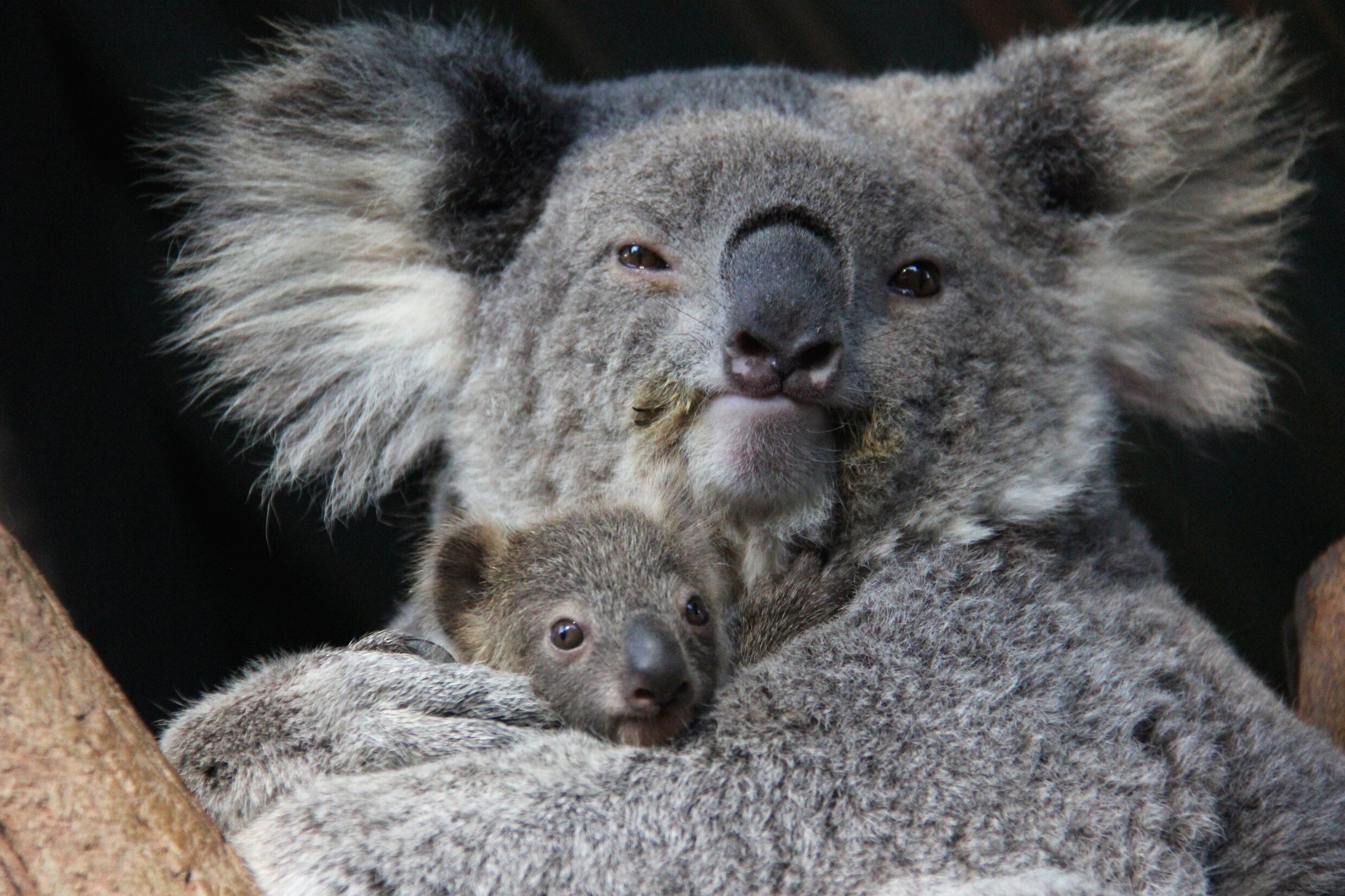 WWF: "Koala's in Australië kunnen tegen 2050 verdwijnen"