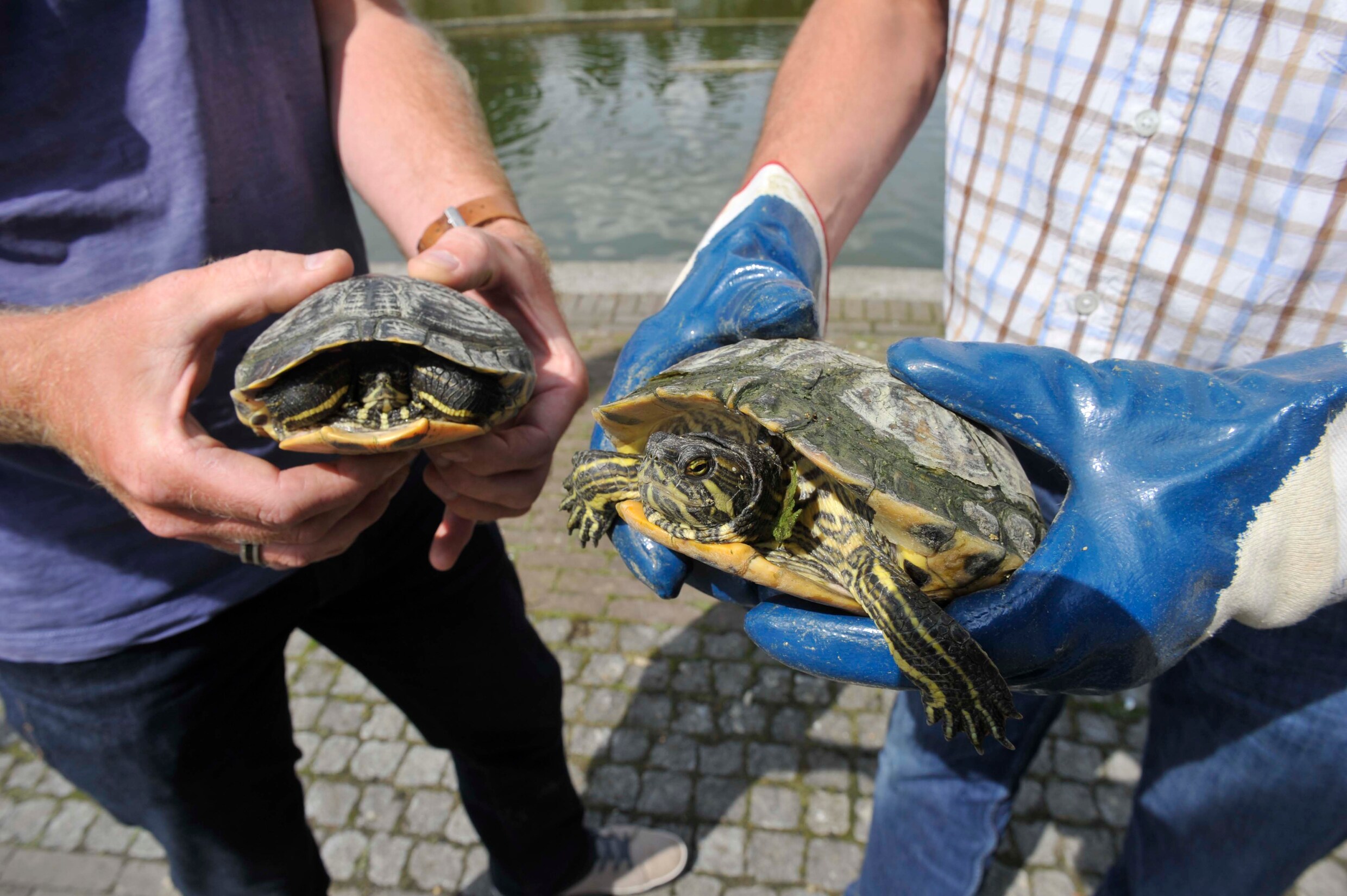 Brussels Gewest zit vol verboden schildpadden