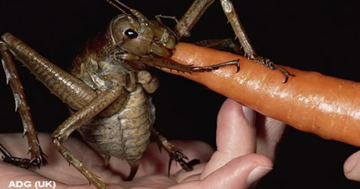 Dit is het grootste insect ter wereld ooit gefotografeerd | De Morgen