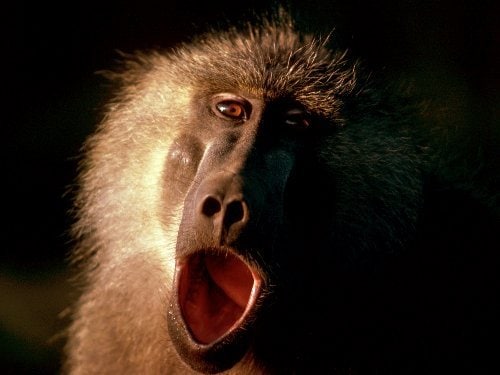 Hongerige apen stelen keukens leeg in Kenia | De Morgen