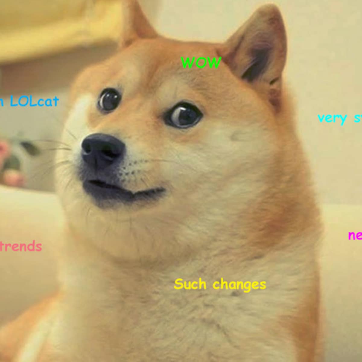 Wereldberoemde hond Kabosu, bekend van memes en cryptomunt dogecoin,  overleden | De Morgen