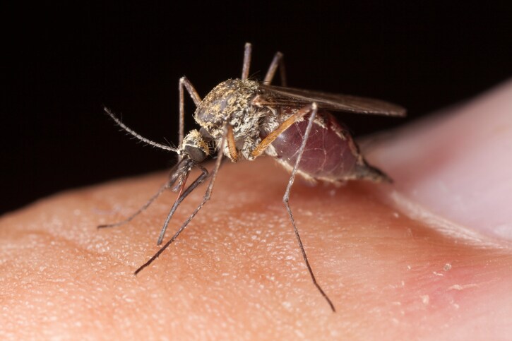 Genetisch gemanipuleerde muggen vechten tegen knokkelkoorts