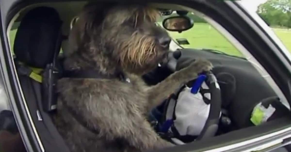 Honden rijden met de auto | De Morgen