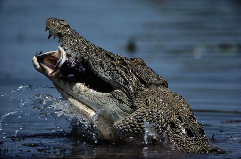 Australische krokodillen bedreigd door giftige padden