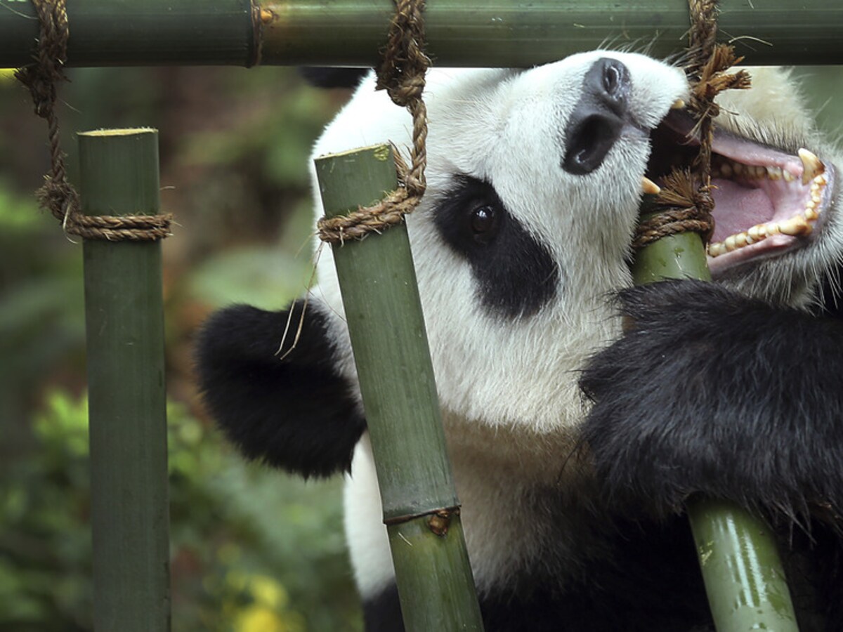 Panda Di Rko Eerste Voorouder Van De Panda Komt Mogelijk Uit Europa