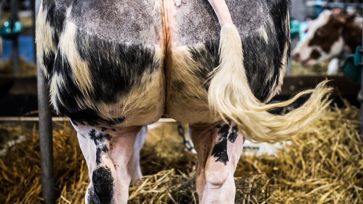 Buitenland lust de Belgische witblauwe billen niet meer | De Morgen