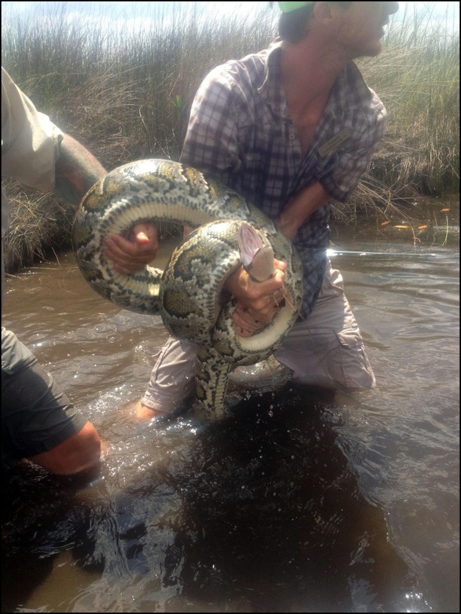 Tijgerpythons roeien zoogdierenbestand uit in de Everglades | De Morgen