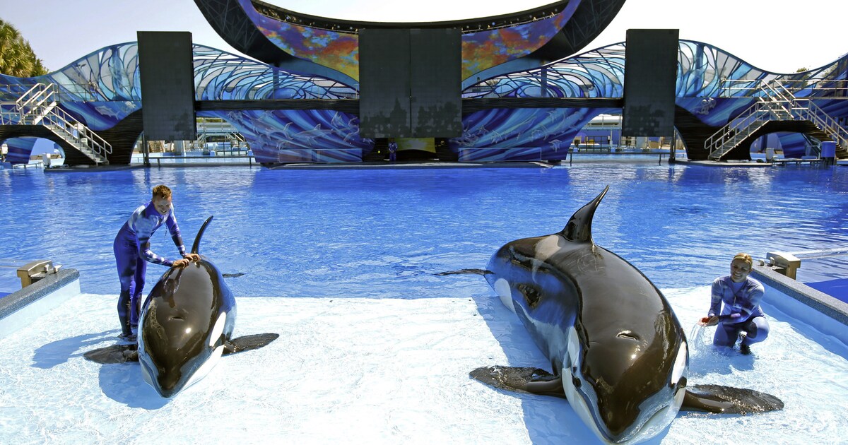 Winst SeaWorld keldert na 'Blackfish'-documentaire | De Morgen