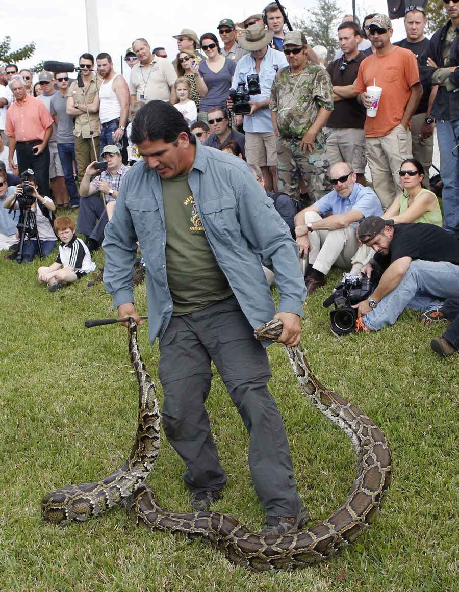 Florida opent de jacht op de tijgerpythons | De Morgen