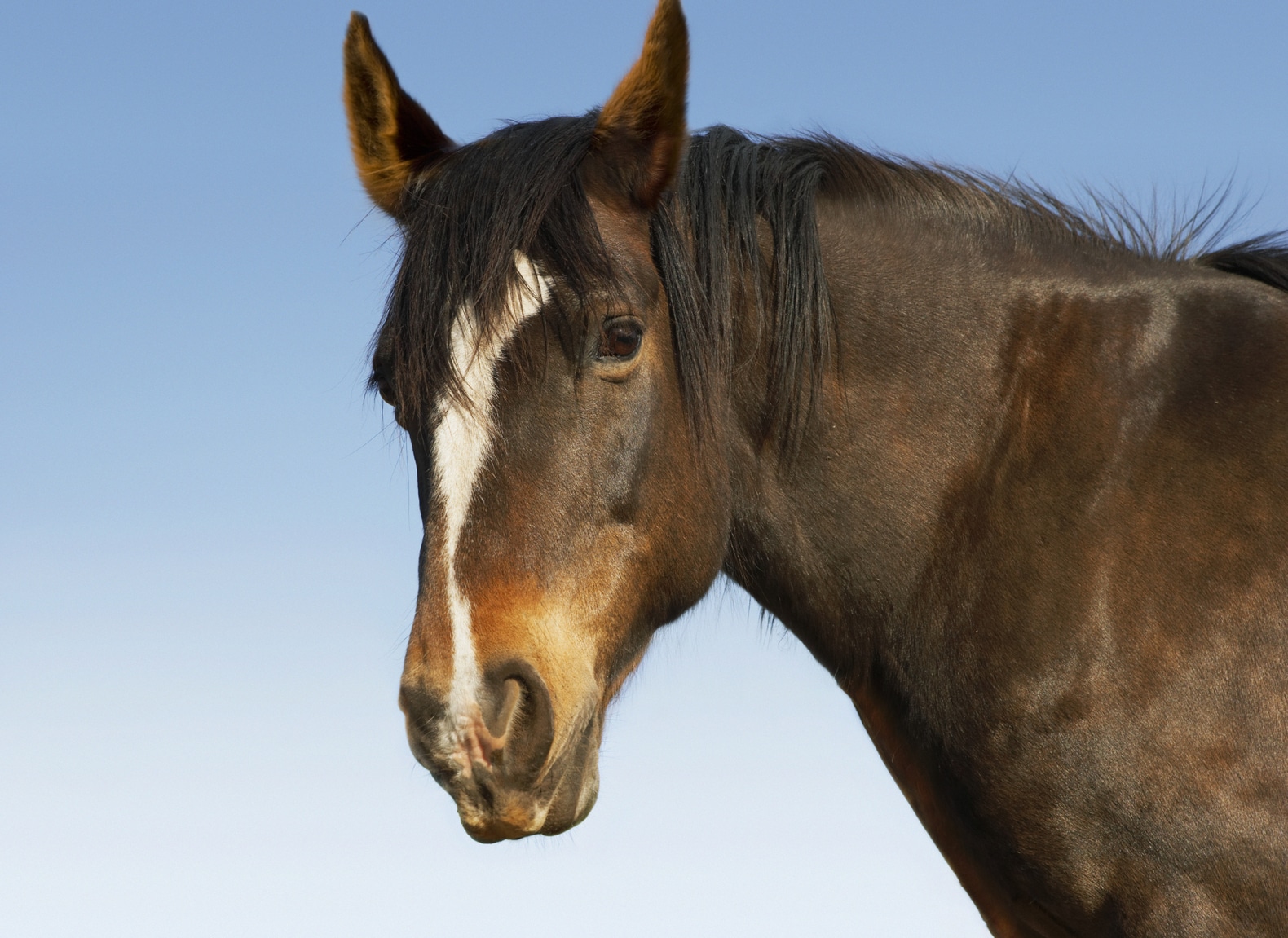 Studie: paarden herkennen onze emoties