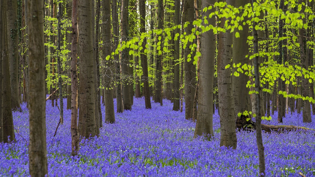 Het Hallerbos: alles wat u wilde weten maar nooit durfde te vragen - De  Morgen