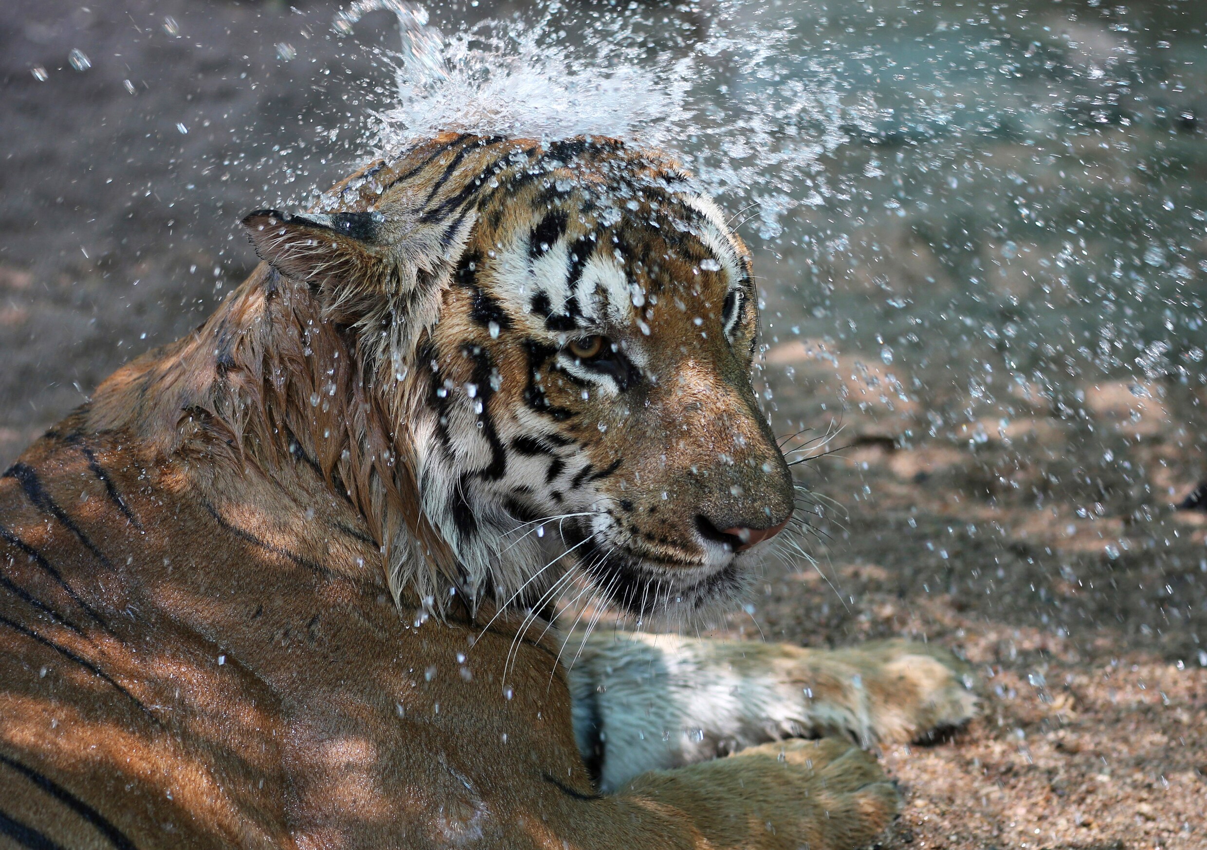 Stropers doden weer meer tijgers in India