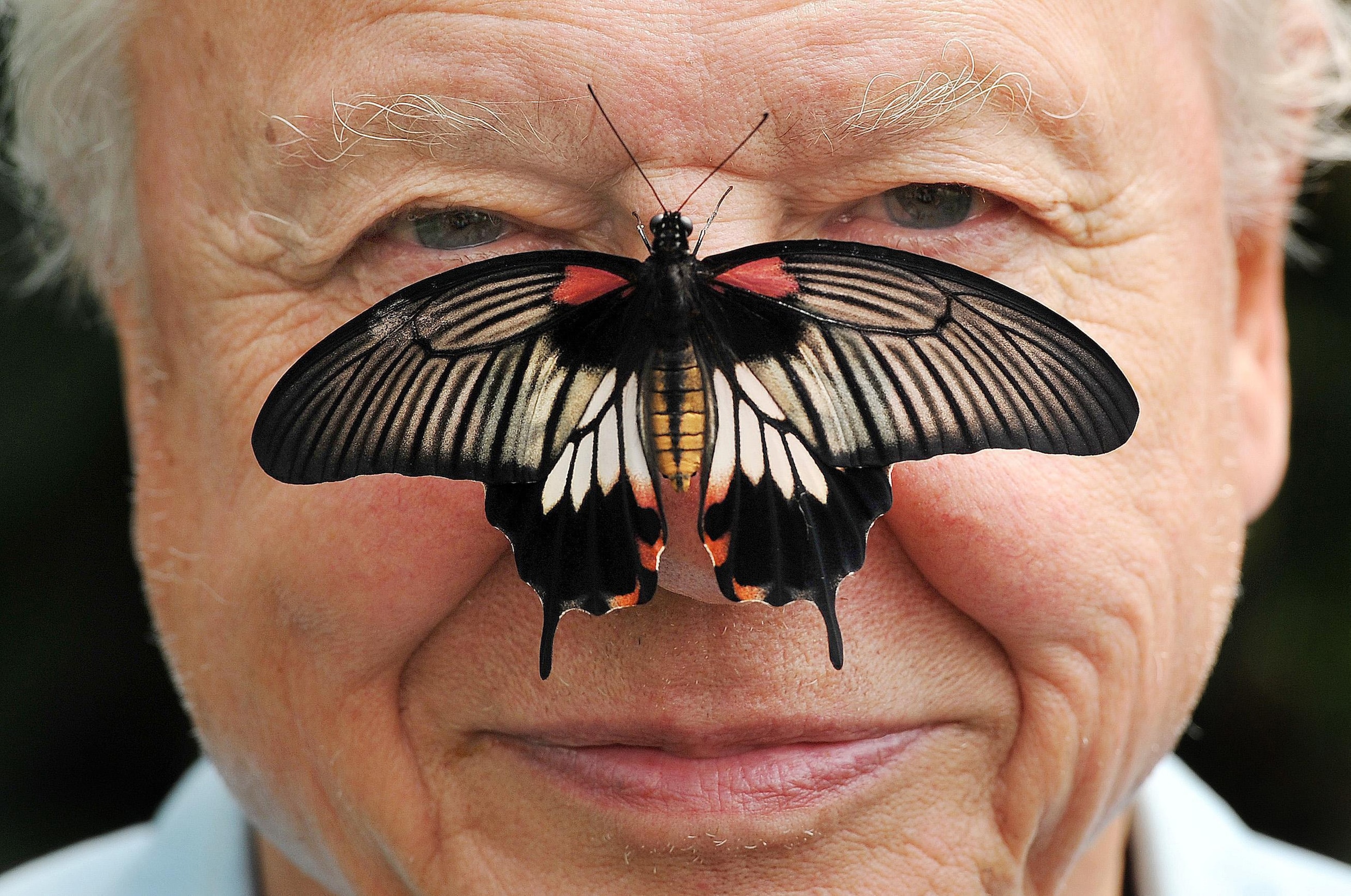 Sir David Attenborough (94) is zelf een wonder der natuur