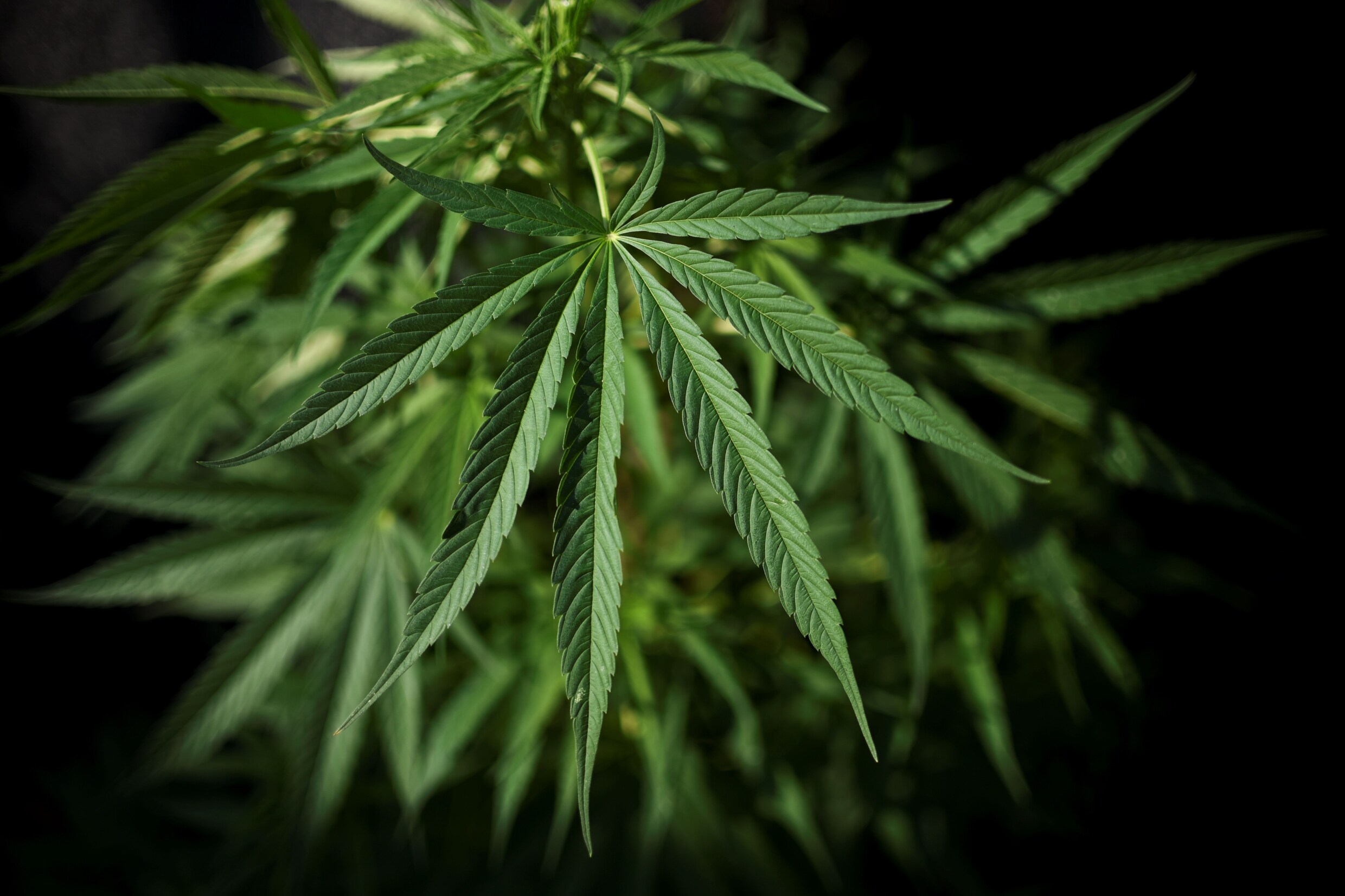 Zevental vergaart 1,2 miljoen euro met 3 cannabisplantages