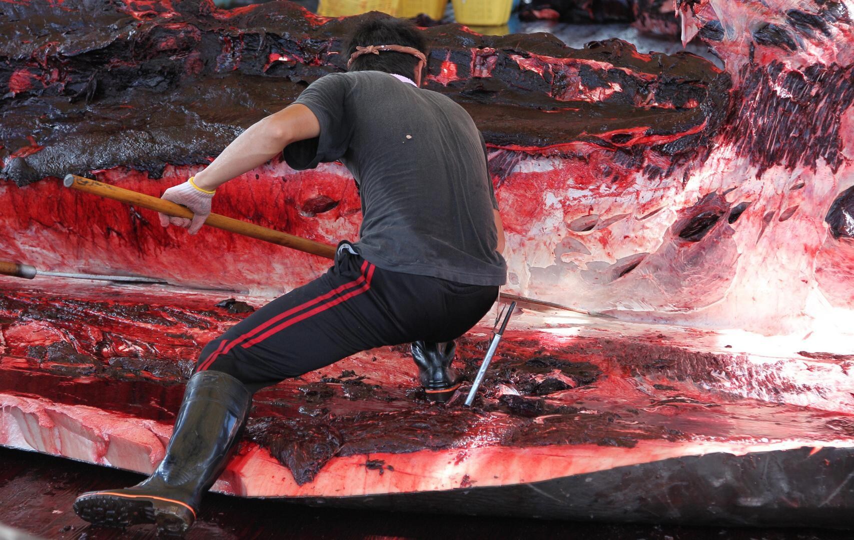Japan vangt opnieuw 115 walvissen