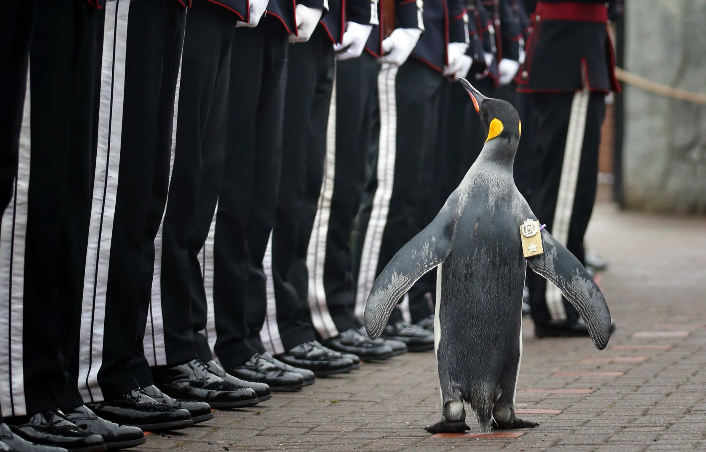 Noors leger bevordert pinguïn tot generaal