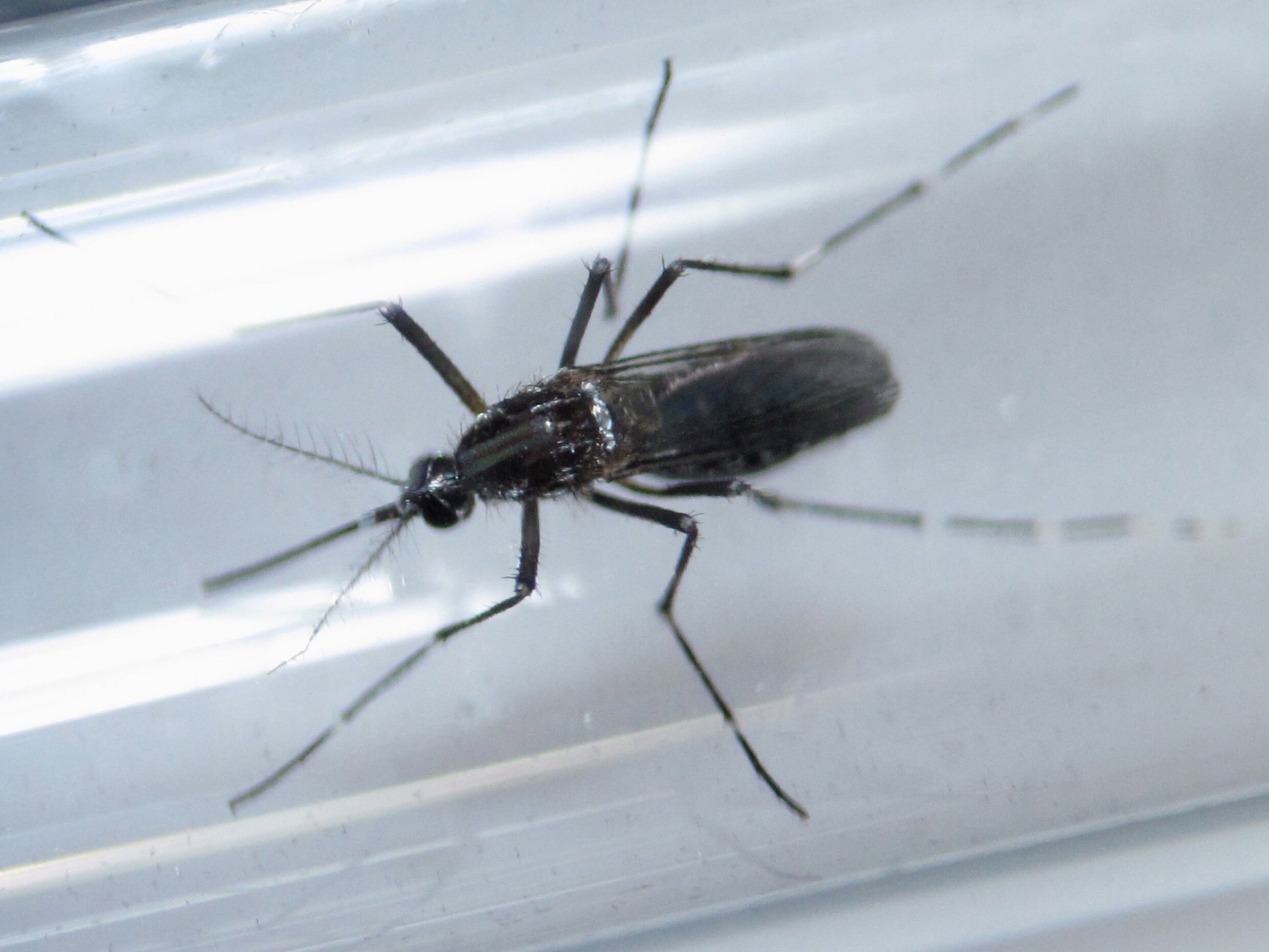 Eerste muggen die drager zijn van zikavirus aangetroffen in VS